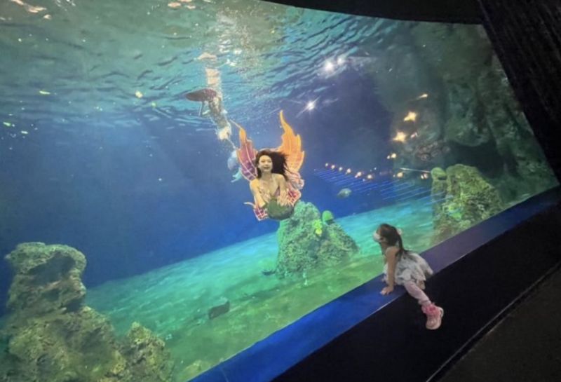 NOWnews 遠雄海洋公園9/12起暫停「人魚秀」！公主將集體遷徙