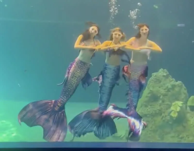 yahoo! 新聞 水族館跳九天玄女爆紅！本尊神到了